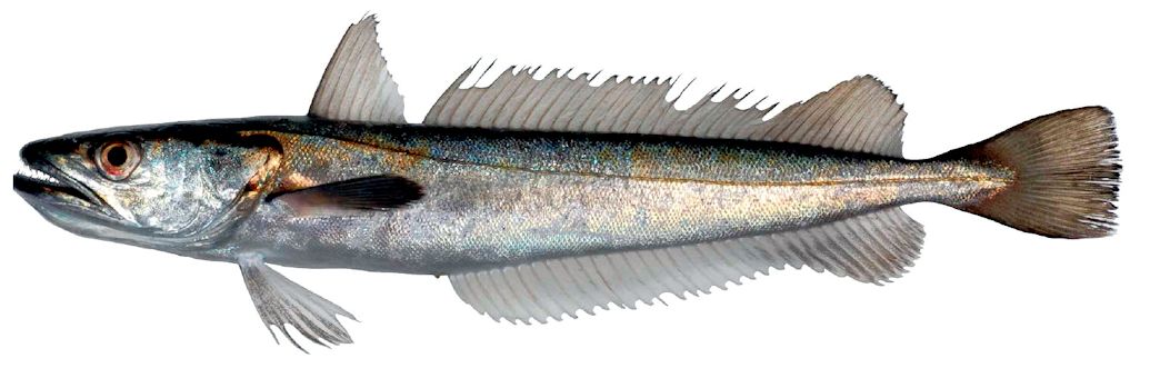 Merluccius merluccius_0325